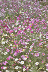 Fototapeta premium 長居植物園のコスモス