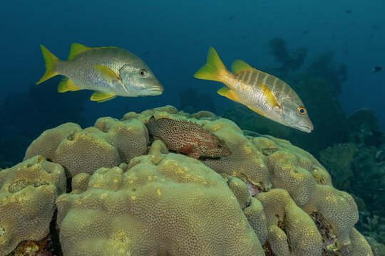 Tropical Fish Swimming Over Coral Reef Ecosystem