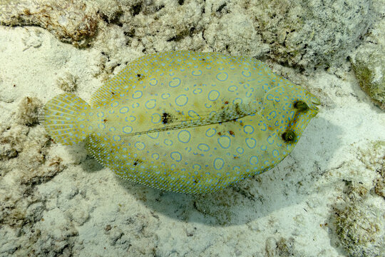 Camouflaged Peacock Flounder on Ocean Floor