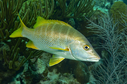 Yellow and silver fish in a tranquil underwater habitat