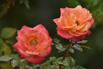 長居植物園のマイン・ミュンヘン