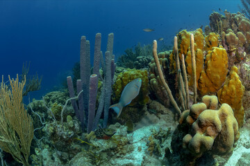 Vibrant underwater scene with coral and marine life