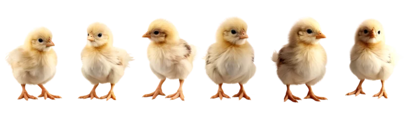 Muurstickers Many cute chicks isolated on transparent or white background © NightTampa