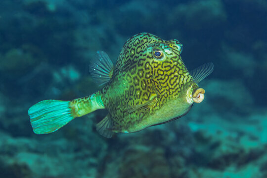 Spotted boxfish swimming in the coral reef waters