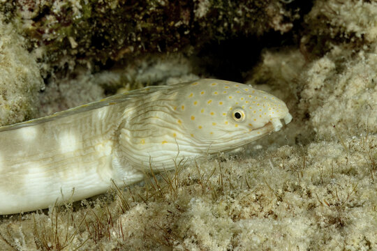 Yellow-spotted tropical fish hiding in a coral reef