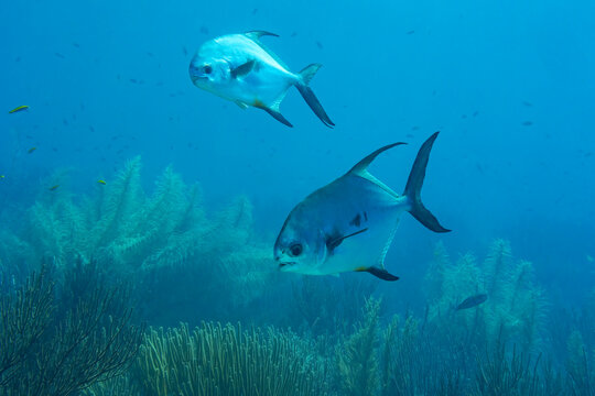 Pair of tropical fish swimming in vibrant coral reef