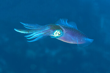 Graceful Squid Swimming in the Deep Blue Sea