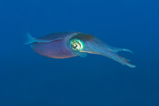 Majestic Squid Swimming in the Deep Blue Ocean
