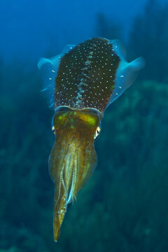 Squid gliding through the deep blue ocean