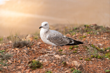 European herring gull 