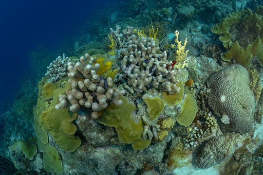 Vibrant coral reef ecosystem in tropical ocean depths