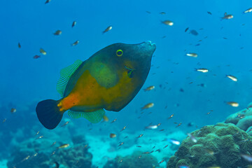 Colorful parrotfish swimming in a coral reef ecosystem