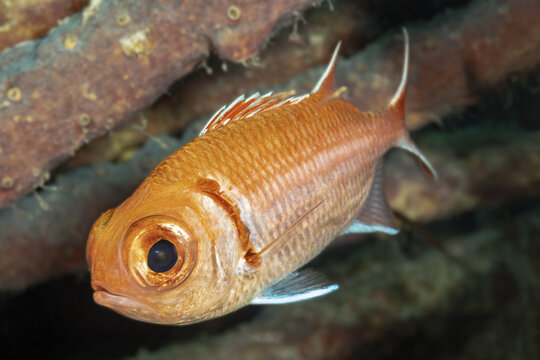 Orange cichlid fish swimming near underwater branches