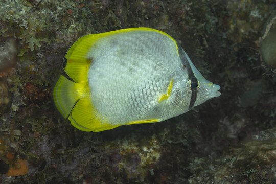 Yellow-spotted butterflyfish swimming near the reef