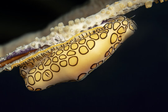 Close-up of a flamboyant cuttlefish egg on coral