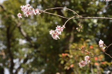 秋に咲く長居植物園の十月桜