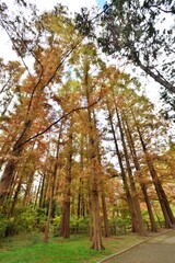 長居植物園のメタセコイア