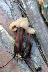 Jellybaby, Cudonia circinans, wild fungus from Finland