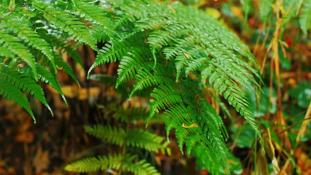 Water-wet ferns, rainy forests, swaying in the wind.