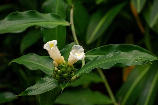 Eulophia pulchra, commonly known as the gonzo orchid, is a plant in the orchid family and is native to areas from Tanzania and Mozambique
