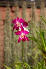 A picture of Dendrobium bigibbum commonly known as Cooktown orchid or mauve butterfly orchid