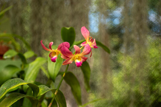Dendrobium is a genus of mostly epiphytic and lithophytic orchids in the family Orchidaceae