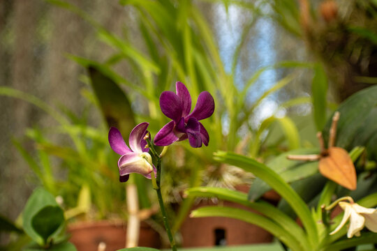 Dendrobium is a genus of mostly epiphytic and lithophytic orchids in the family Orchidaceae