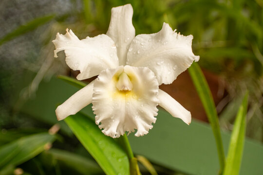 Dendrobium is a genus of mostly epiphytic and lithophytic orchids in the family Orchidaceae