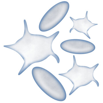 White blood cells or leukocytes type and platelets 