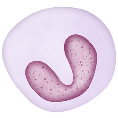 White blood cells or leukocytes type and platelets 