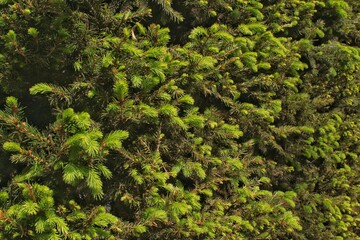 Close-up of fresh spruce branches at city park. Composition picea pungens landscaping in japanese garden. Nature botanical evergreen pine coniferous plants. Christmas holiday tree decor