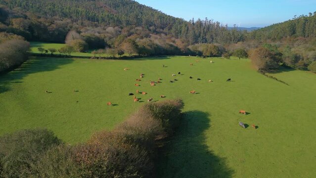 Aerial View Of Animal Cow Farming In The Rural Meadow Plains Near Zas, La Coruna, Galicia, Spain.