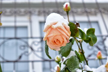 beautiful rose flower near the house under the weight of  the first snow