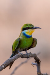 Swallow-tailed Bee-eater (Swaelstertbyvreter) (Merops hirundineus) near Auchterlonie in the Kgalagadi Transfrontier Park, Kalahari