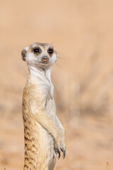 Fototapeta premium Meerkat (Suricata suricatta) near Twee Rivieren in the Kgalagadi Transfrontier Park in the Kalahari 