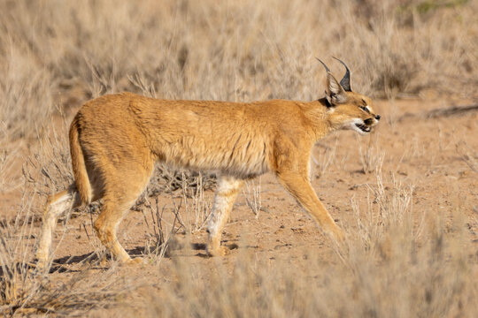 Caracal (Rooikat) (Felis Caracal caracal) near Twee Rivieren in the Kgalagadi Transfrontier Park in the Kalahari