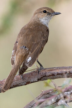 Familiar chat (Gewone spekvreter) (Cercomela familiaris) at Kransbrak in the Kgalagadi Transfrontier Park, Kalahari