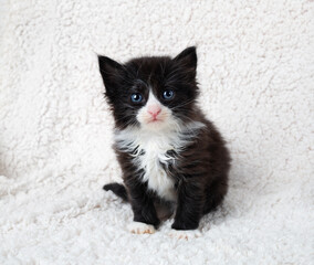 Black and white kitten - obrazy, fototapety, plakaty