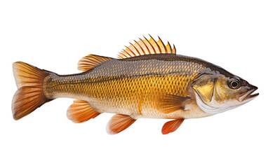 Perch fish isolated on transparent background.