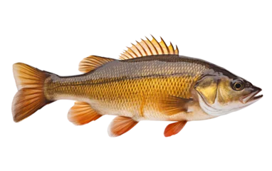 Foto op Canvas Perch fish isolated on transparent background. © Tayyab Imtiaz