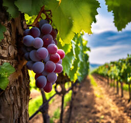 ブドウとブドウ畑