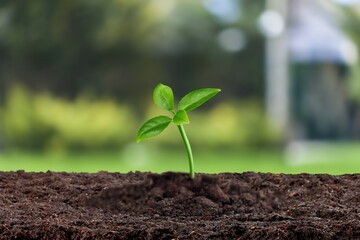 Green sprout in soil, growth concept