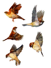 Obraz premium Watercolor Illustration with Birds. Set with Flying Sparrows on a light background. Wildlife.