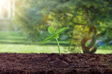 Green sprout in soil, growth concept