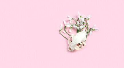snowdrops flowers and animal skull on abstract pink background. spring season creative image....