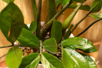 Fototapeta premium Close up of a Home decorative plant in the room 
