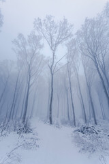Path in a snowy forest in snowfall. Fairytale Christmas white weather background