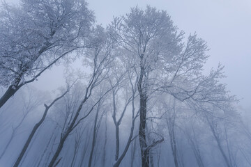 Snowy forest in snowfall. White snow on tree branches. Beautiful nature background