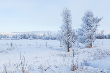 Beautiful winter landscape with icy shrubs and trees standing in field during a hazy sunny morning,...