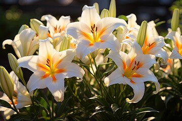 Fototapeta na wymiar Easter lilies in bloom, symbol of hope and renewal, bright and beautiful